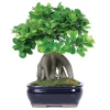 Ginseng Ficus Bonsai Tree Live Plant, 8-12 Inch Tall, 1 Gallon Pot, 4-5 Year Old, Indoor Ginseng Ficus Bonsai Tree Live Plant, 8-12 Inch Tall, 1 Gallon Pot, 4-5 Year Old, Indoor - Image 1