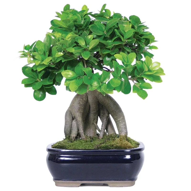 Ginseng Ficus Bonsai Tree Live Plant, 8-12 Inch Tall, 1 Gallon Pot, 4-5 Year Old, Indoor Ginseng Ficus Bonsai Tree Live Plant, 8-12 Inch Tall, 1 Gallon Pot, 4-5 Year Old, Indoor - Image 1