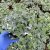 Glacier English Ivy Live Plant - Climbing & Trailing Houseplant for Indoor & Outdoor - Image 1