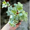 Glacier English Ivy Live Plant – Hedera Helix Climbing Vine – Variegated Leaves – 4" Pot – Indoor/Outdoor - Image 1