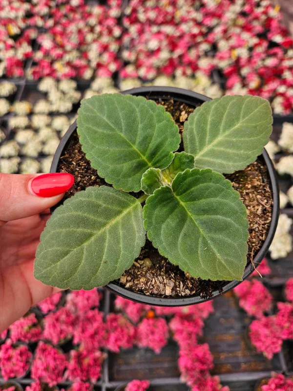 Gloxinia Live Plant Young Starter, Mystery Color, 5 Inch Pot, Indoor Flower - Image 2