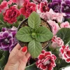 Gloxinia Live Plant Young Starter, Mystery Color, 5 Inch Pot, Indoor Flower - Image 1