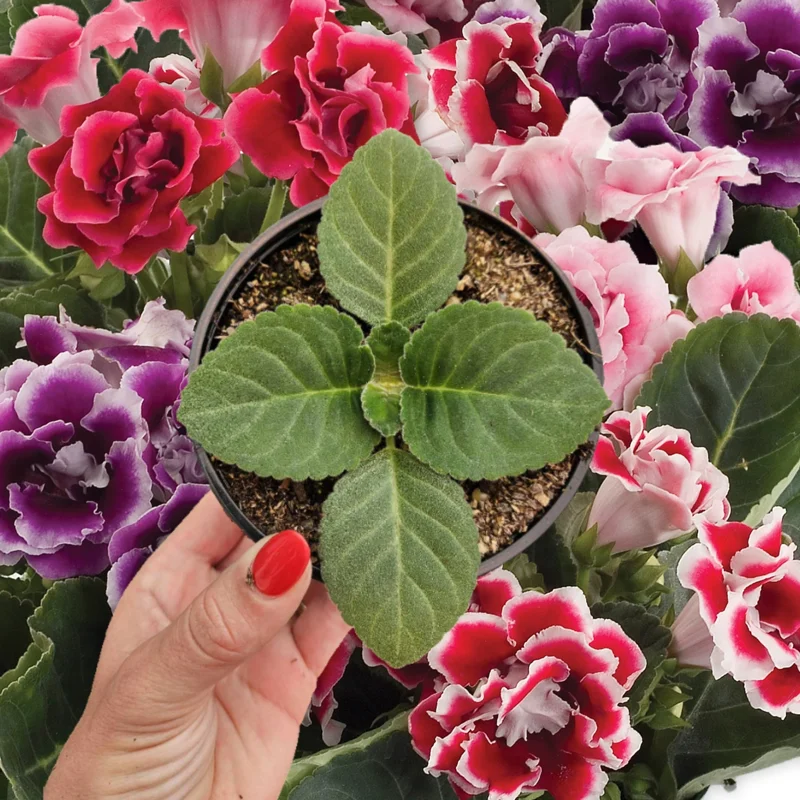 Gloxinia Live Plant Young Starter, Mystery Color, 5 Inch Pot, Indoor Flower - Image 1