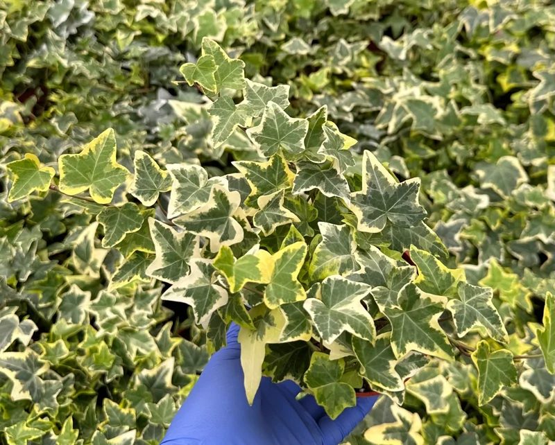 Gold Child English Ivy Live Plant - Variegated Climbing Houseplant & Trailing Groundcover, 4-6 inch pot Gold Child English Ivy Live Plant - Variegated Climbing Houseplant & Trailing Groundcover, 4-6 inch pot - Image 2