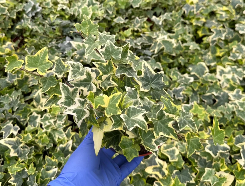 Gold Child English Ivy Live Plant - Variegated Climbing Houseplant & Trailing Groundcover, 4-6 inch pot Gold Child English Ivy Live Plant - Variegated Climbing Houseplant & Trailing Groundcover, 4-6 inch pot - Image 3