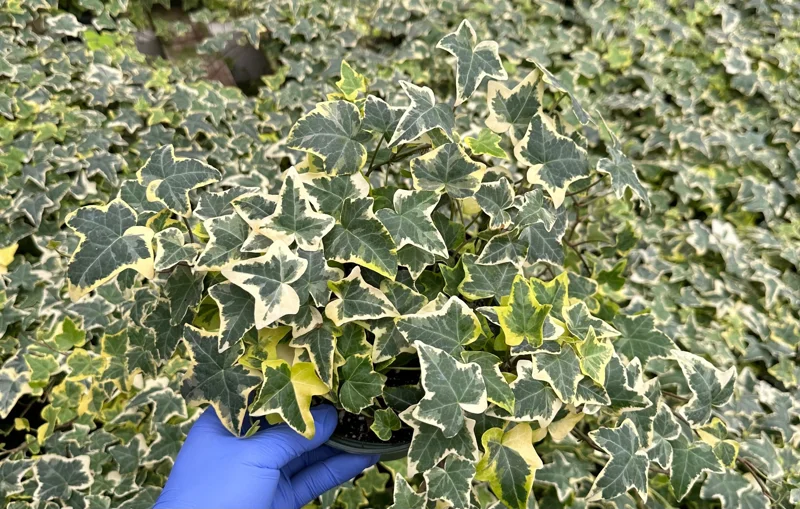 Gold Child English Ivy Live Plant - Variegated Climbing Houseplant & Trailing Groundcover, 4-6 inch pot Gold Child English Ivy Live Plant - Variegated Climbing Houseplant & Trailing Groundcover, 4-6 inch pot - Image 1