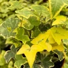 Gold Child Ivy Live Plant – 4 Inch Pot – Variegated Hedera Helix, Indoor - Image 1