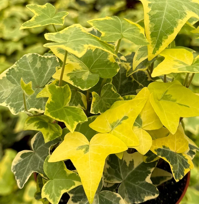 Gold Child Ivy Live Plant – 4 Inch Pot – Variegated Hedera Helix, Indoor - Image 1