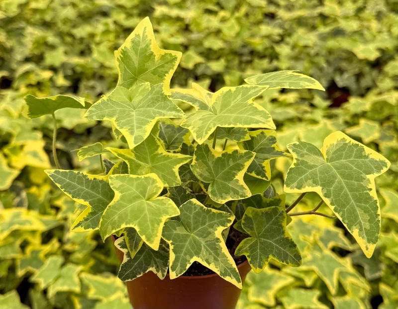 Gold Child Ivy Live Plant – 4 Inch Pot – Variegated Hedera Helix, Indoor - Image 2