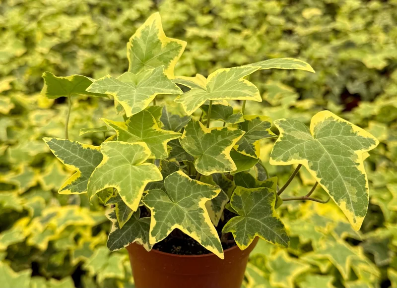 Gold Child Ivy Live Plant – 4 Inch Pot – Variegated Hedera Helix, Indoor Gold Child Ivy Live Plant – 4 Inch Pot – Variegated Hedera Helix, Indoor - Image 3