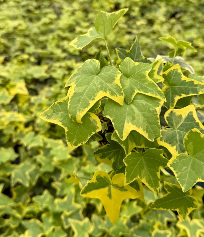 Gold Child Ivy Live Plant – 4 Inch Pot – Variegated Hedera Helix, Indoor Gold Child Ivy Live Plant – 4 Inch Pot – Variegated Hedera Helix, Indoor - Image 4