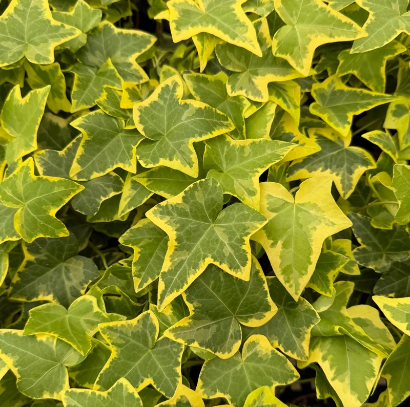 Gold Child Ivy Live Plant – 4 Inch Pot – Variegated Hedera Helix, Indoor Gold Child Ivy Live Plant – 4 Inch Pot – Variegated Hedera Helix, Indoor - Image 5