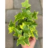 Gold Child Ivy Live Plant – Hedera Helix Climbing Variegated – 4" Pot – Indoor/Outdoor - Image 1