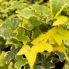 Gold Child Ivy Live Plant – Potted Houseplant – 4 Inch Pot – Indoor Gold Child Ivy Live Plant – Potted Houseplant – 4 Inch Pot – Indoor - Image 1