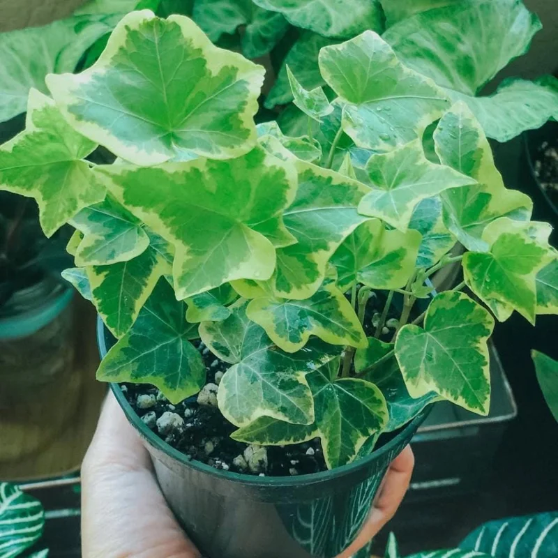 Gold Child Ivy Live Plant - Variegated Trailing Houseplant for Indoor Outdoor, Pot Size Unknown Gold Child Ivy Live Plant - Variegated Trailing Houseplant for Indoor Outdoor, Pot Size Unknown - Image 2