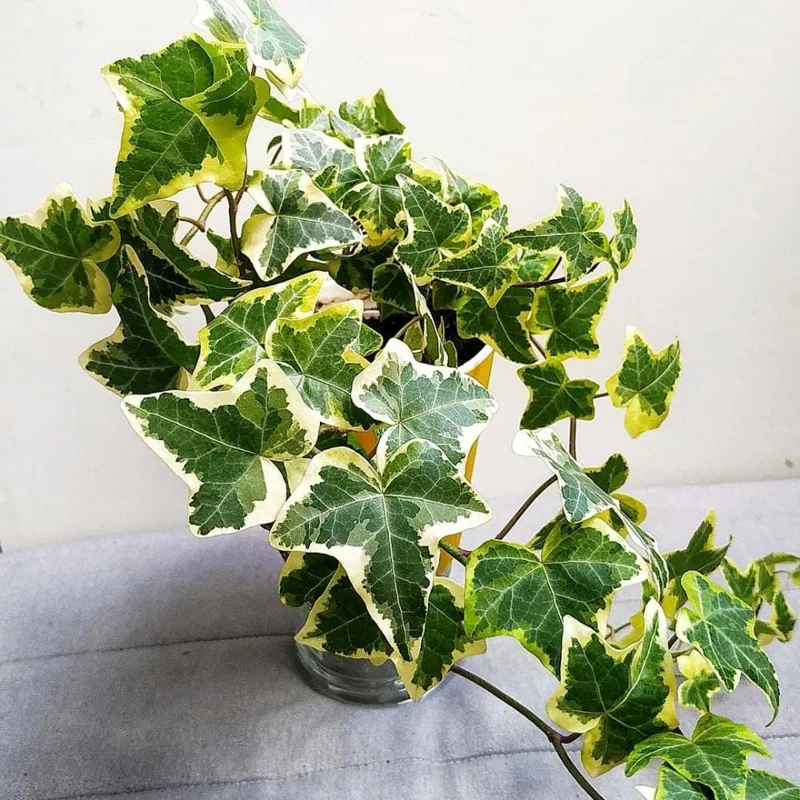 Gold Child Ivy Live Plant - Variegated Trailing Houseplant for Indoor Outdoor, Pot Size Unknown Gold Child Ivy Live Plant - Variegated Trailing Houseplant for Indoor Outdoor, Pot Size Unknown - Image 3