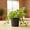 Gold Child Ivy Live Plant - Variegated Trailing Houseplant for Indoor Outdoor, Pot Size Unknown Gold Child Ivy Live Plant - Variegated Trailing Houseplant for Indoor Outdoor, Pot Size Unknown - Image 1