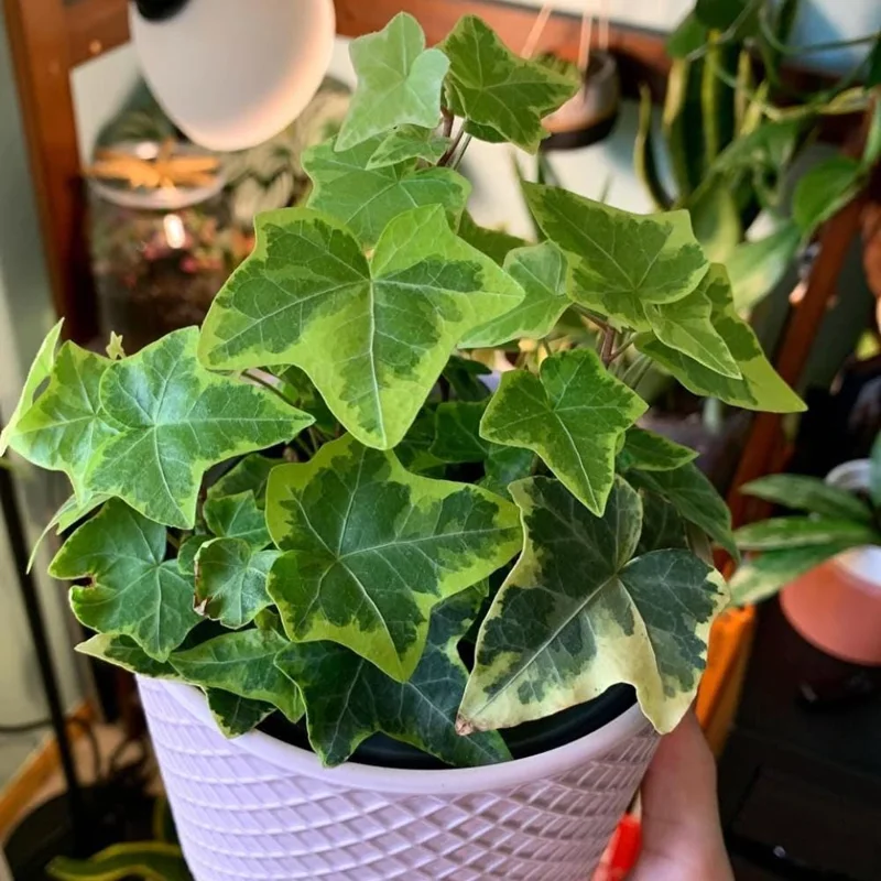 Gold Child Ivy Live Plant - Variegated Trailing Houseplant for Indoor Outdoor, Pot Size Unknown Gold Child Ivy Live Plant - Variegated Trailing Houseplant for Indoor Outdoor, Pot Size Unknown - Image 4