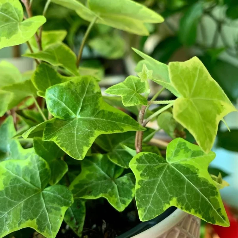 Gold Child Ivy Live Plant - Variegated Trailing Houseplant for Indoor Outdoor, Pot Size Unknown Gold Child Ivy Live Plant - Variegated Trailing Houseplant for Indoor Outdoor, Pot Size Unknown - Image 5