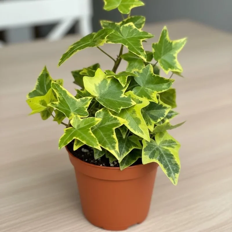 Gold Child Ivy Live Plant - Variegated Trailing Houseplant for Indoor Outdoor, Pot Size Unknown Gold Child Ivy Live Plant - Variegated Trailing Houseplant for Indoor Outdoor, Pot Size Unknown - Image 7