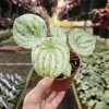 Gold Dust Woman Peperomia Live Plant - Variegated Watermelon - 4 Inch Pot - Image 1