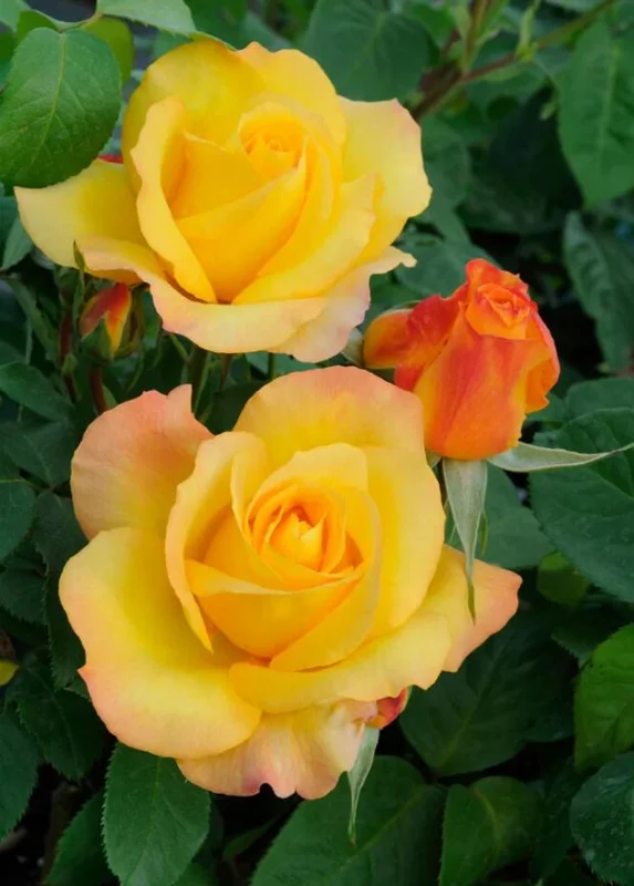 Gold Medal Rose Bush Live Plant – 4-6 Inch, Fragrant Yellow Blooms - Image 2