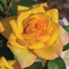 Gold Medal Rose Bush Live Plant – 4-6 Inch, Fragrant Yellow Blooms - Image 1