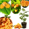 Gold Raspberry Live Plant Bare Root Cane 6-12 Inches Tall Edible Berry Outdoor Gold Raspberry Live Plant Bare Root Cane 6-12 Inches Tall Edible Berry Outdoor - Image 1