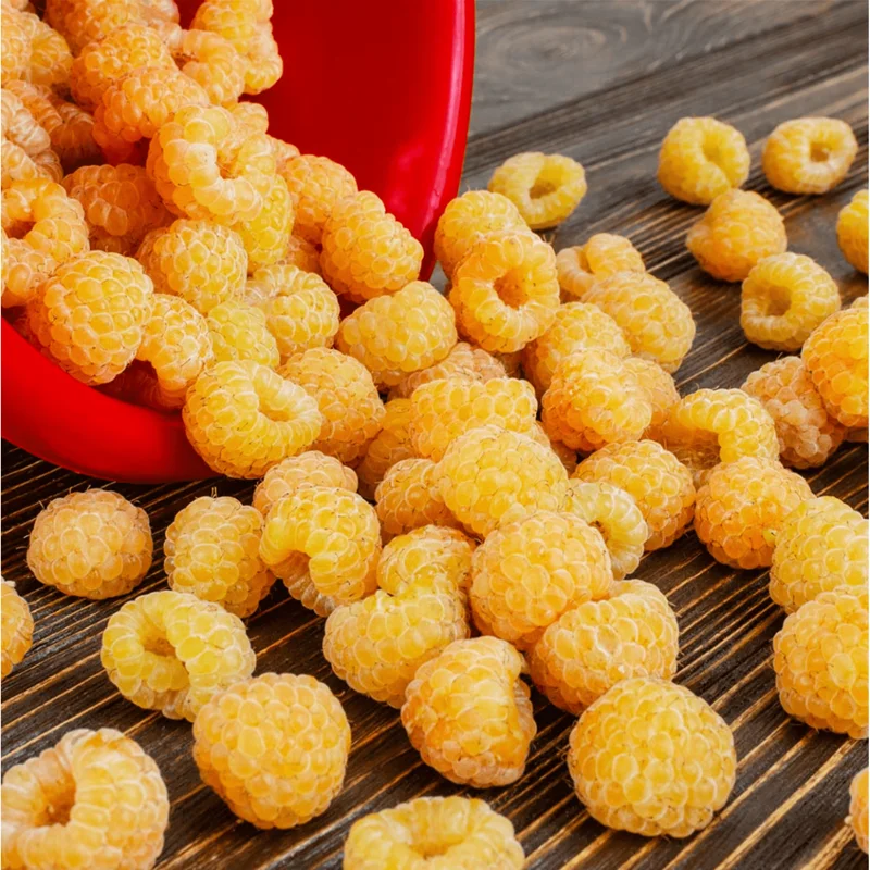 Gold Raspberry Live Rooted Starter Plant for Planting, 5 to 10 Inch Tall, Dormant Starter Plant, Sweet Yellow Berries Fruit Tree in Home Garden, Golden Everbearing Bare Root - Image 2