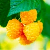 Gold Raspberry Live Rooted Starter Plant for Planting, 5 to 10 Inch Tall, Dormant Starter Plant, Sweet Yellow Berries Fruit Tree in Home Garden, Golden Everbearing Bare Root - Image 1
