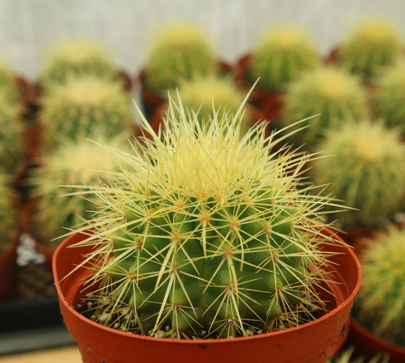 Golden Barrel Cactus Live Plant - Echinocactus Grusonii - Outdoor Plant in 6 Inch, 8 Inch Pot Golden Barrel Cactus Live Plant - Echinocactus Grusonii - Outdoor Plant in 6 Inch, 8 Inch Pot - Image 2