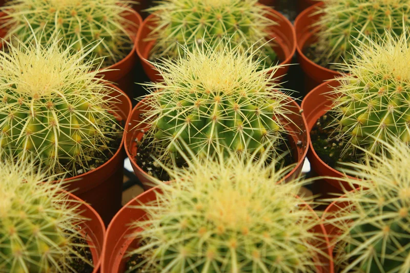 Golden Barrel Cactus Live Plant - Echinocactus Grusonii - Outdoor Plant in 6 Inch, 8 Inch Pot Golden Barrel Cactus Live Plant - Echinocactus Grusonii - Outdoor Plant in 6 Inch, 8 Inch Pot - Image 3