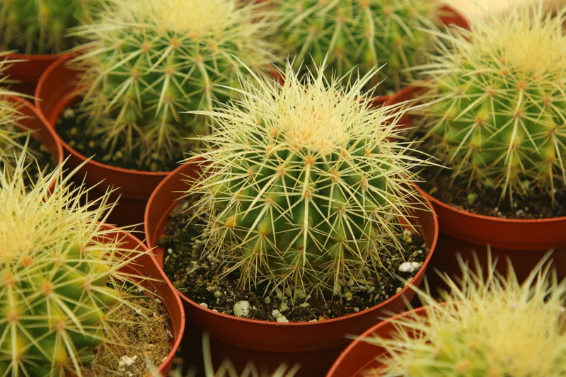 Golden Barrel Cactus Live Plant - Echinocactus Grusonii - Outdoor Plant in 6 Inch, 8 Inch Pot Golden Barrel Cactus Live Plant - Echinocactus Grusonii - Outdoor Plant in 6 Inch, 8 Inch Pot - Image 4