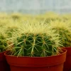 Golden Barrel Cactus Live Plant - Echinocactus Grusonii - Outdoor Plant in 6 Inch, 8 Inch Pot Golden Barrel Cactus Live Plant - Echinocactus Grusonii - Outdoor Plant in 6 Inch, 8 Inch Pot - Image 1