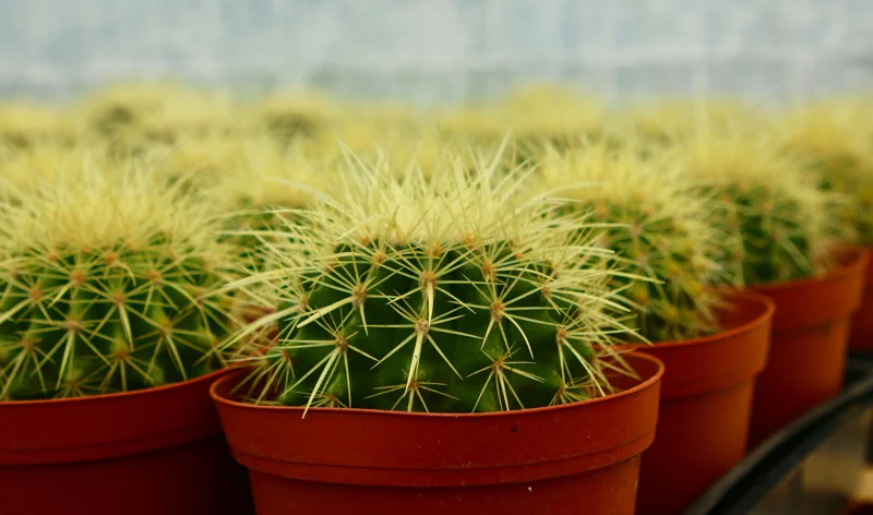 Golden Barrel Cactus Live Plant - Echinocactus Grusonii - Outdoor Plant in 6 Inch, 8 Inch Pot Golden Barrel Cactus Live Plant - Echinocactus Grusonii - Outdoor Plant in 6 Inch, 8 Inch Pot - Image 1