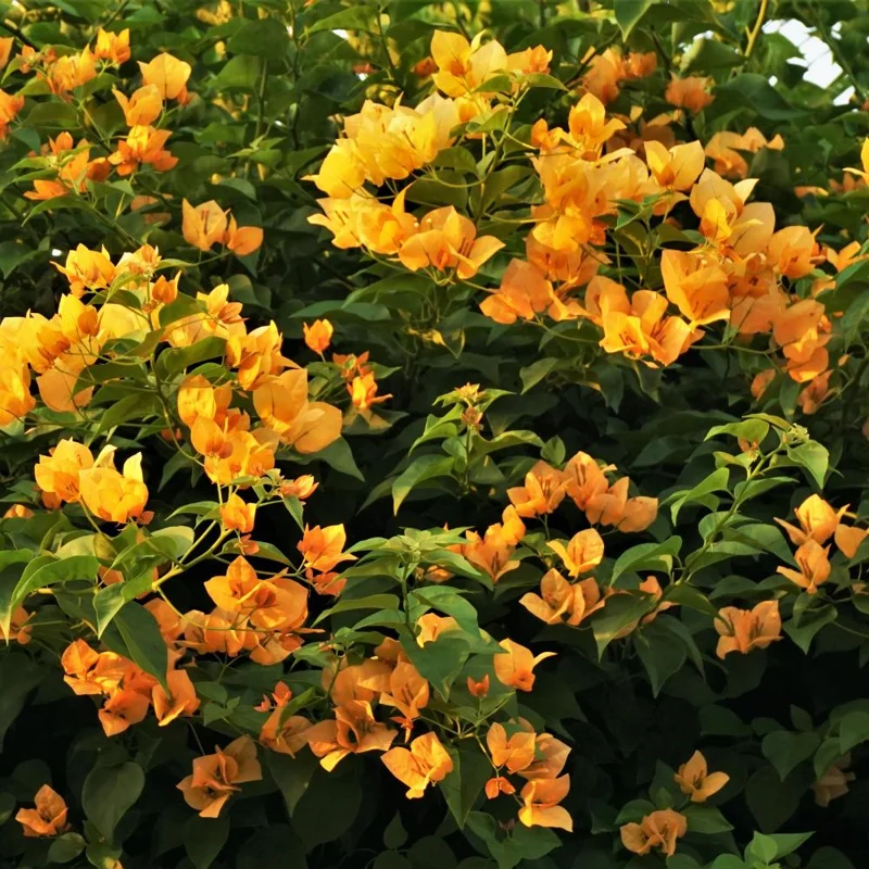 Golden Bougainvillea Live Plant 4-8 Inch – Tropical Flowering Vine Outdoor - Image 2