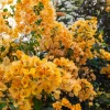Golden Bougainvillea Live Plant 4-8 Inch – Tropical Flowering Vine Outdoor - Image 1