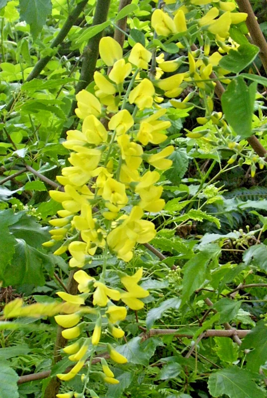 Golden Chain Tree Seeds - 50 Count Laburnum Anagyroides, Hardy, Fast Growing Outdoor Tree - Image 2
