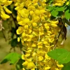 Golden Chain Tree Seeds - 50 Count Laburnum Anagyroides, Hardy, Fast Growing Outdoor Tree - Image 1
