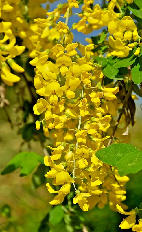 Golden Chain Tree Seeds - 50 Count Laburnum Anagyroides, Hardy, Fast Growing Outdoor Tree - Image 1