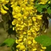 Golden Chain Tree Seeds - Laburnum Anagyroides - 50 Seed Pack - Fast Growing Outdoor Tree - Image 1