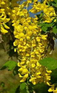 Golden Chain Tree Seeds - Laburnum Anagyroides - 50 Seed Pack - Fast Growing Outdoor Tree - Image 1