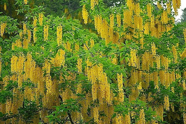 Golden Chain Tree Seeds - Laburnum Anagyroides - 50 Seed Pack - Fast Growing Outdoor Tree - Image 2
