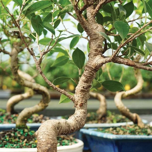 Golden Gate Ficus Bonsai Tree Live Plant - Indoor, 5-8" Tall, 6" Pot Golden Gate Ficus Bonsai Tree Live Plant - Indoor, 5-8" Tall, 6" Pot - Image 2