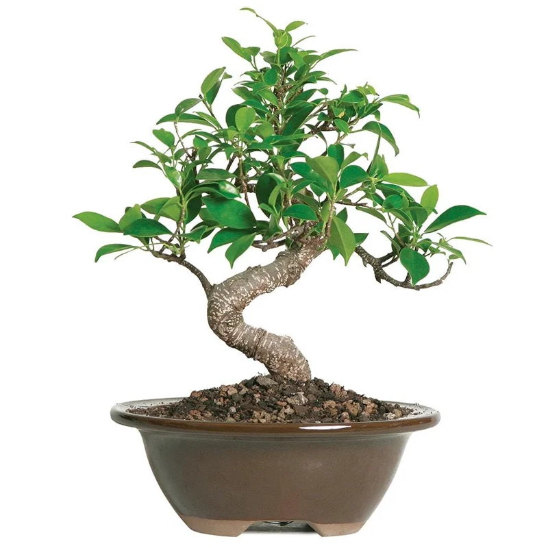 Golden Gate Ficus Bonsai Tree Live Plant - Indoor, 5-8" Tall, 6" Pot Golden Gate Ficus Bonsai Tree Live Plant - Indoor, 5-8" Tall, 6" Pot - Image 4