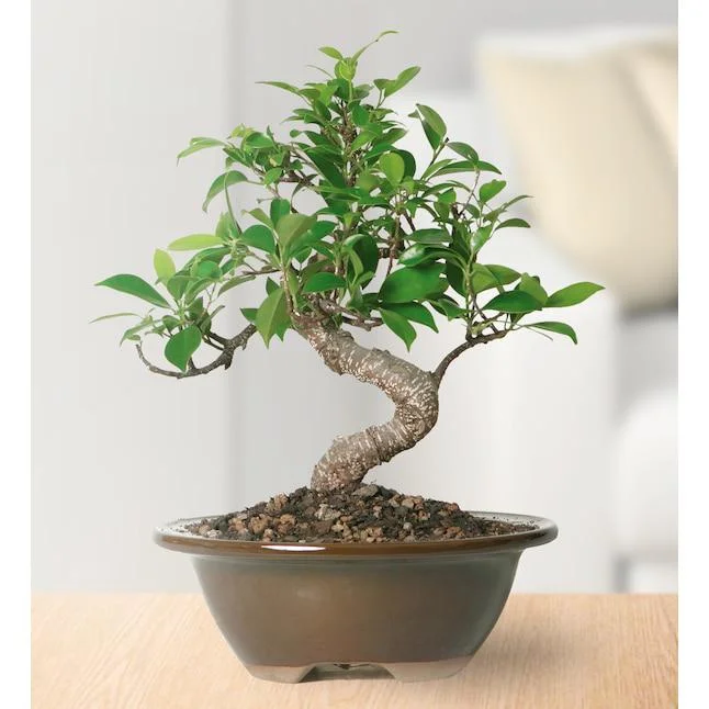 Golden Gate Ficus Bonsai Tree Live Plant - Indoor, 5-8" Tall, 6" Pot Golden Gate Ficus Bonsai Tree Live Plant - Indoor, 5-8" Tall, 6" Pot - Image 5