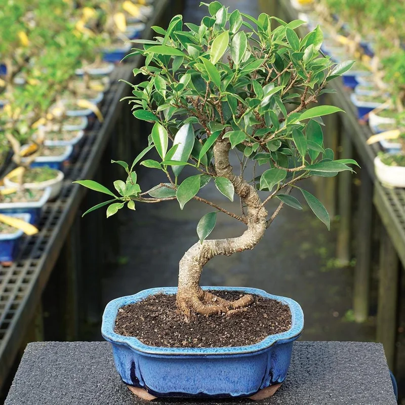 Golden Gate Ficus Bonsai Tree Live Plant - Indoor, 5-8" Tall, 6" Pot Golden Gate Ficus Bonsai Tree Live Plant - Indoor, 5-8" Tall, 6" Pot - Image 1