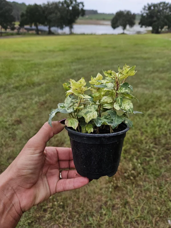 Golden Jytte English Ivy Live Plant Variegated 4 Inch Pot Indoor Outdoor - Image 2