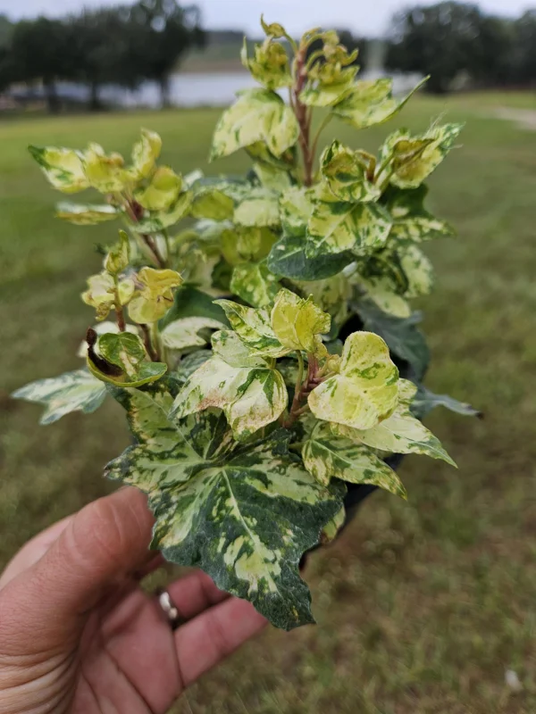 Golden Jytte English Ivy Live Plant Variegated 4 Inch Pot Indoor Outdoor - Image 1