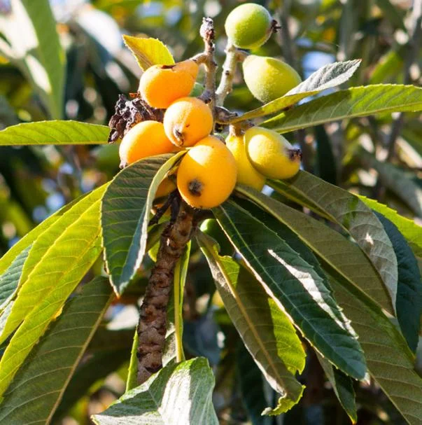 Golden Loquat Live Plant - Fruit Tree for Outdoor Garden - 3 Inch Pot Golden Loquat Live Plant - Fruit Tree for Outdoor Garden - 3 Inch Pot - Image 2